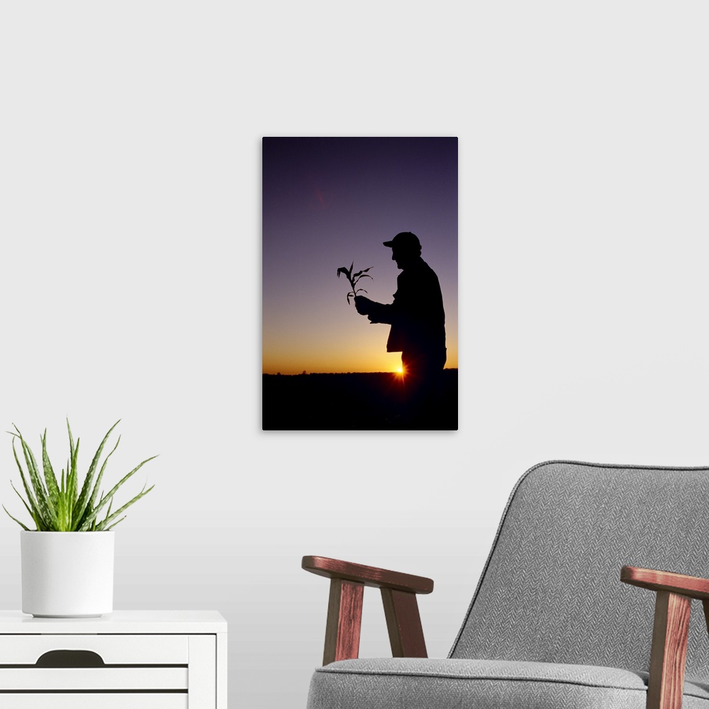 A modern room featuring Silhouette of a farmer examining an early growth corn plant at sunrise