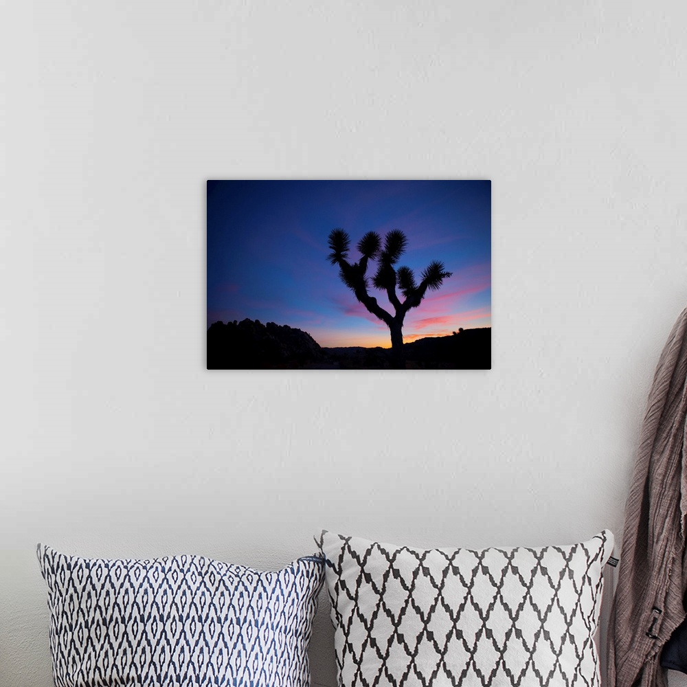 A bohemian room featuring Silhouette of a Joshua tree (Yucca brevifolia) standing in front of sunset with pink clouds Joshu...
