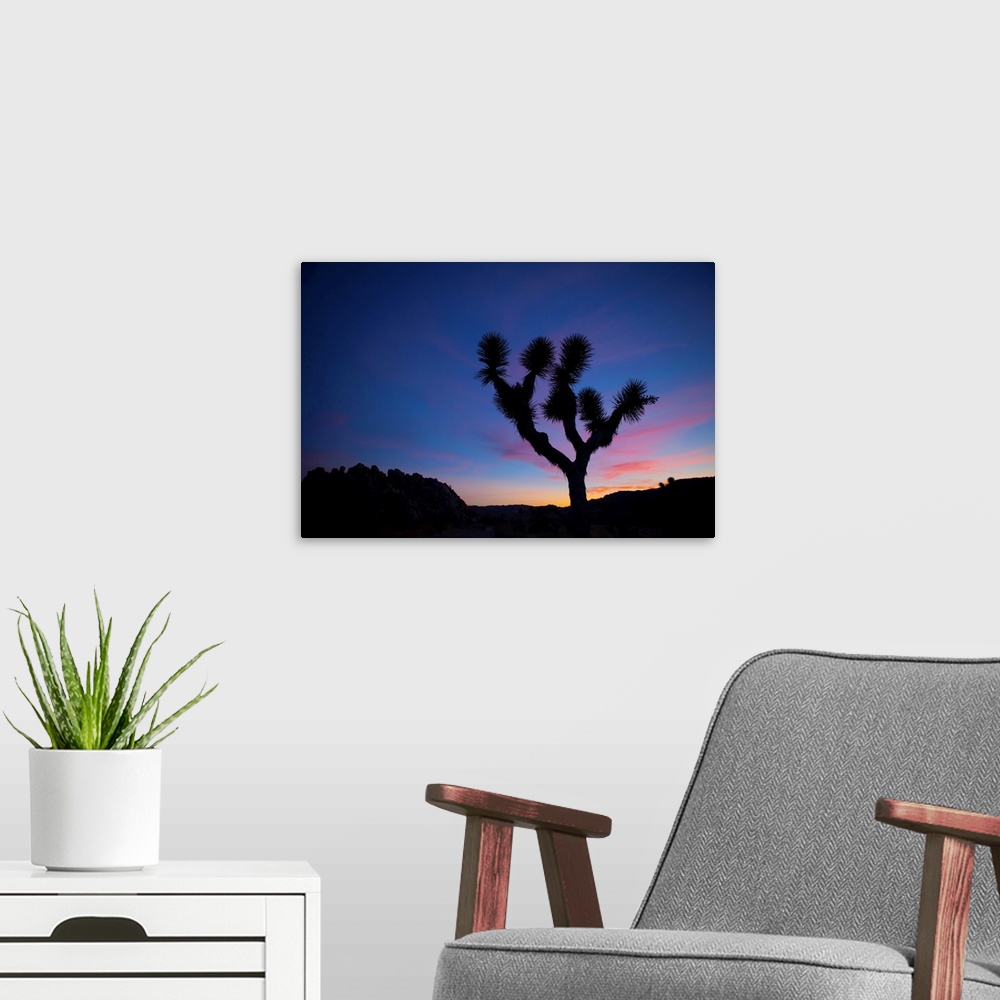 A modern room featuring Silhouette of a Joshua tree (Yucca brevifolia) standing in front of sunset with pink clouds Joshu...