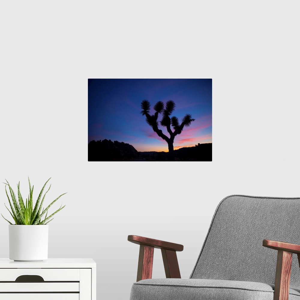 A modern room featuring Silhouette of a Joshua tree (Yucca brevifolia) standing in front of sunset with pink clouds Joshu...