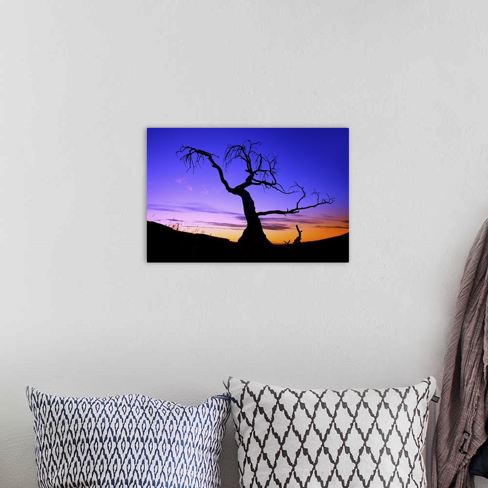 A bohemian room featuring Silhouette Of A Tree At Sunset