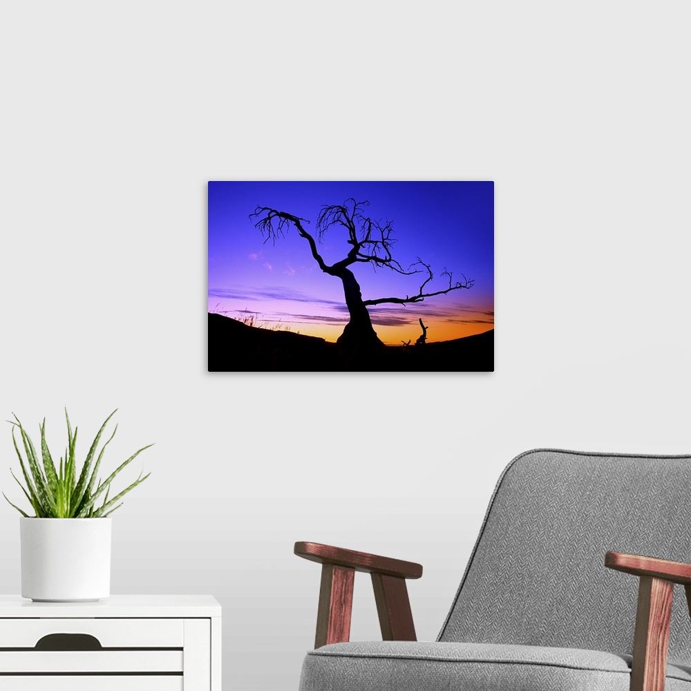 A modern room featuring Silhouette Of A Tree At Sunset