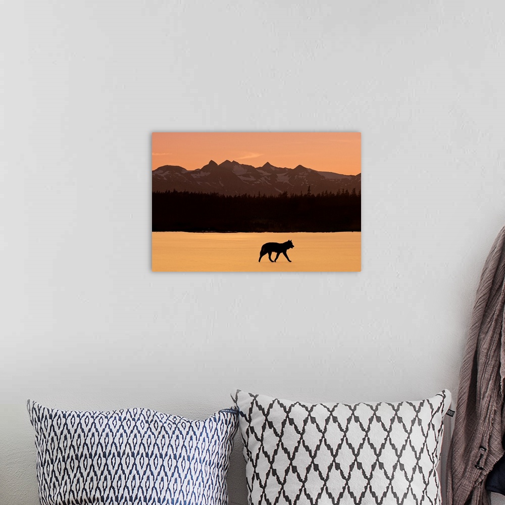 A bohemian room featuring Silhouette of a wolf walking at sunset, Tongass National Forest, Southeast, Alaska