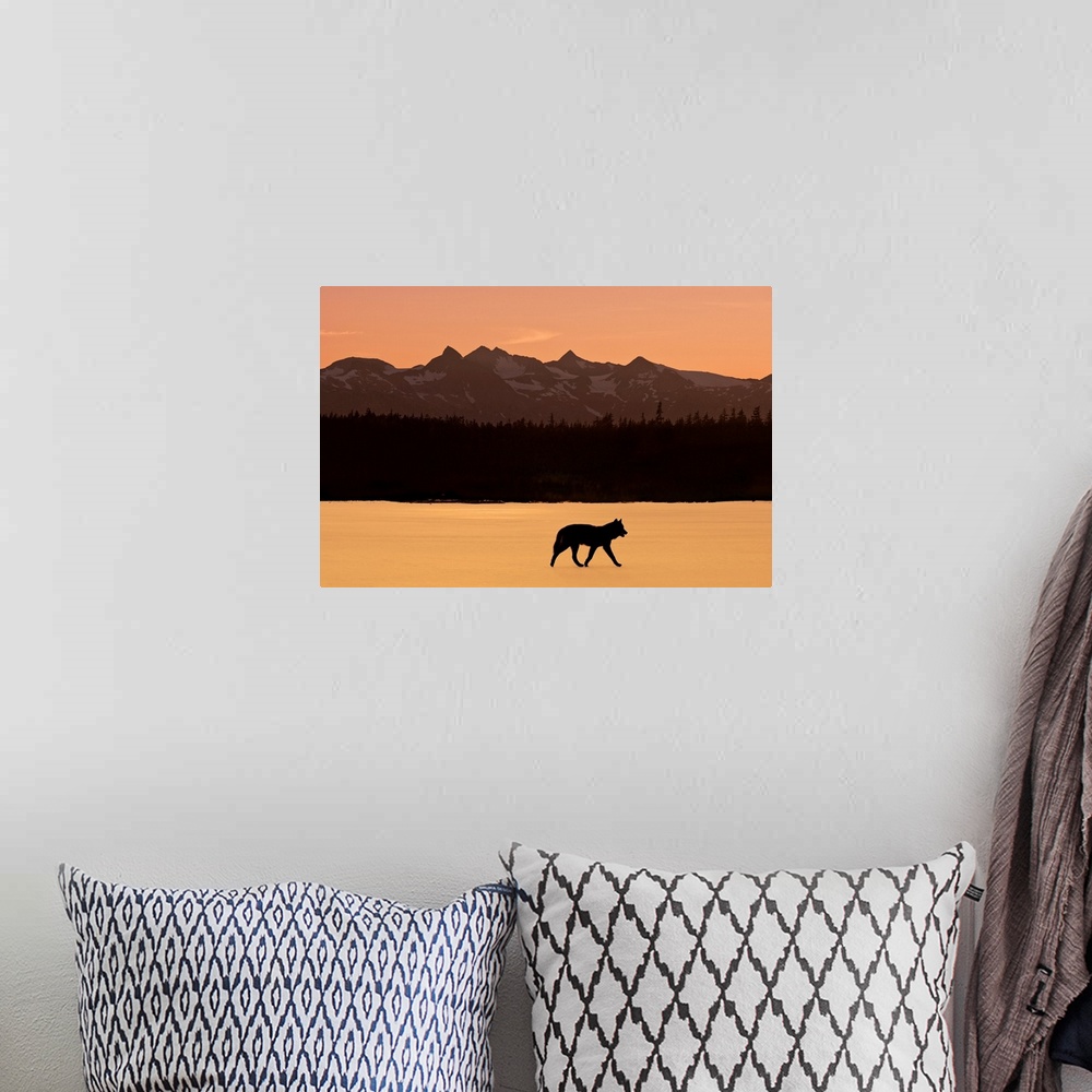 A bohemian room featuring Silhouette of a wolf walking at sunset, Tongass National Forest, Southeast, Alaska