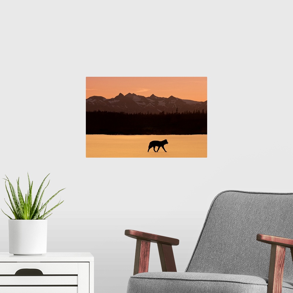 A modern room featuring Silhouette of a wolf walking at sunset, Tongass National Forest, Southeast, Alaska