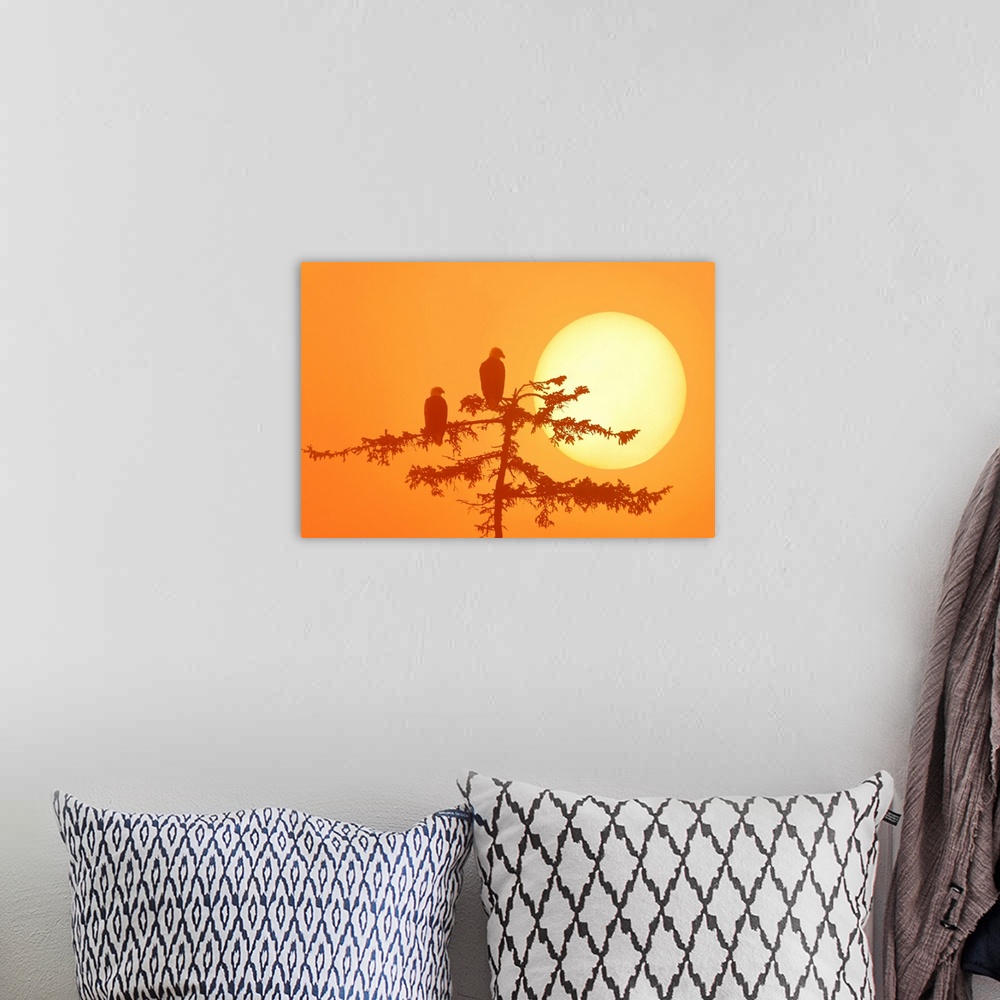 A bohemian room featuring Silhouette Of Bald Eagle On Branch At Sunset