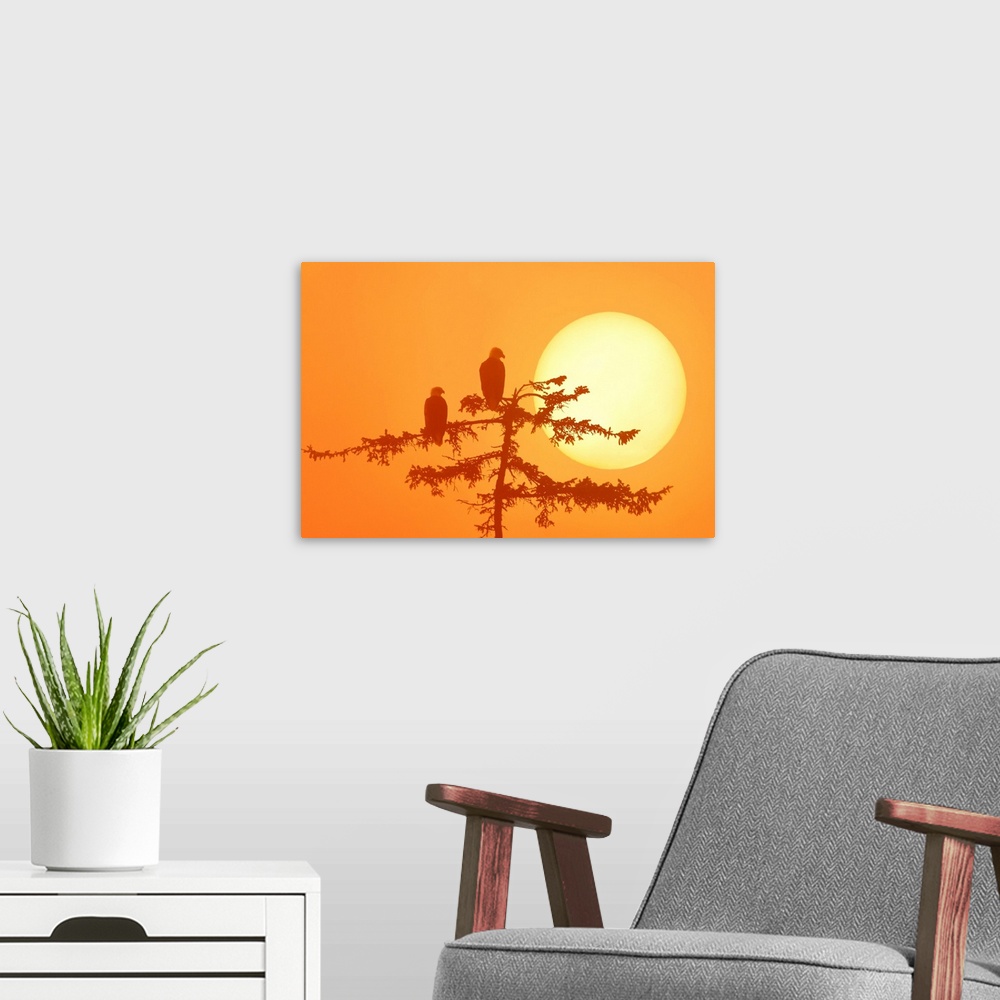 A modern room featuring Silhouette Of Bald Eagle On Branch At Sunset