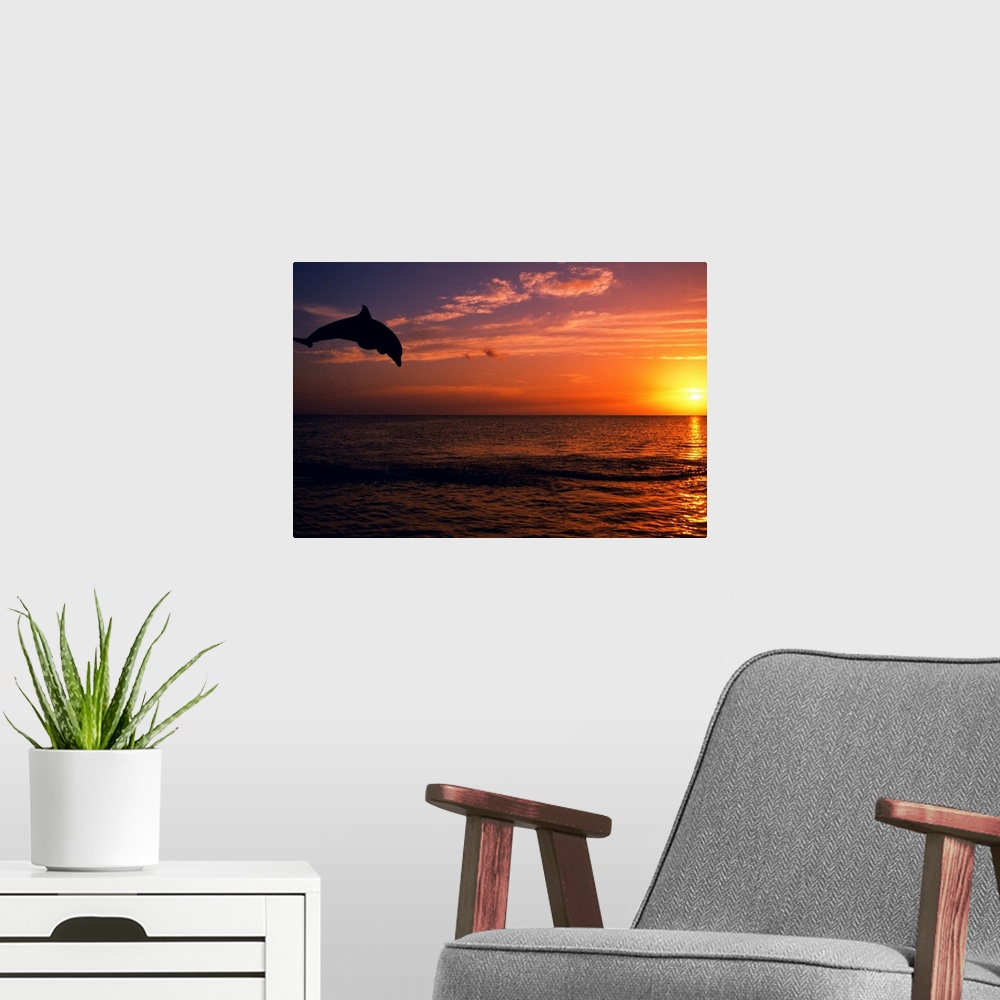 A modern room featuring Silhouette Of Bottlenose Dolphin Leaping Over Ocean At Sunset, Caribbean Sea