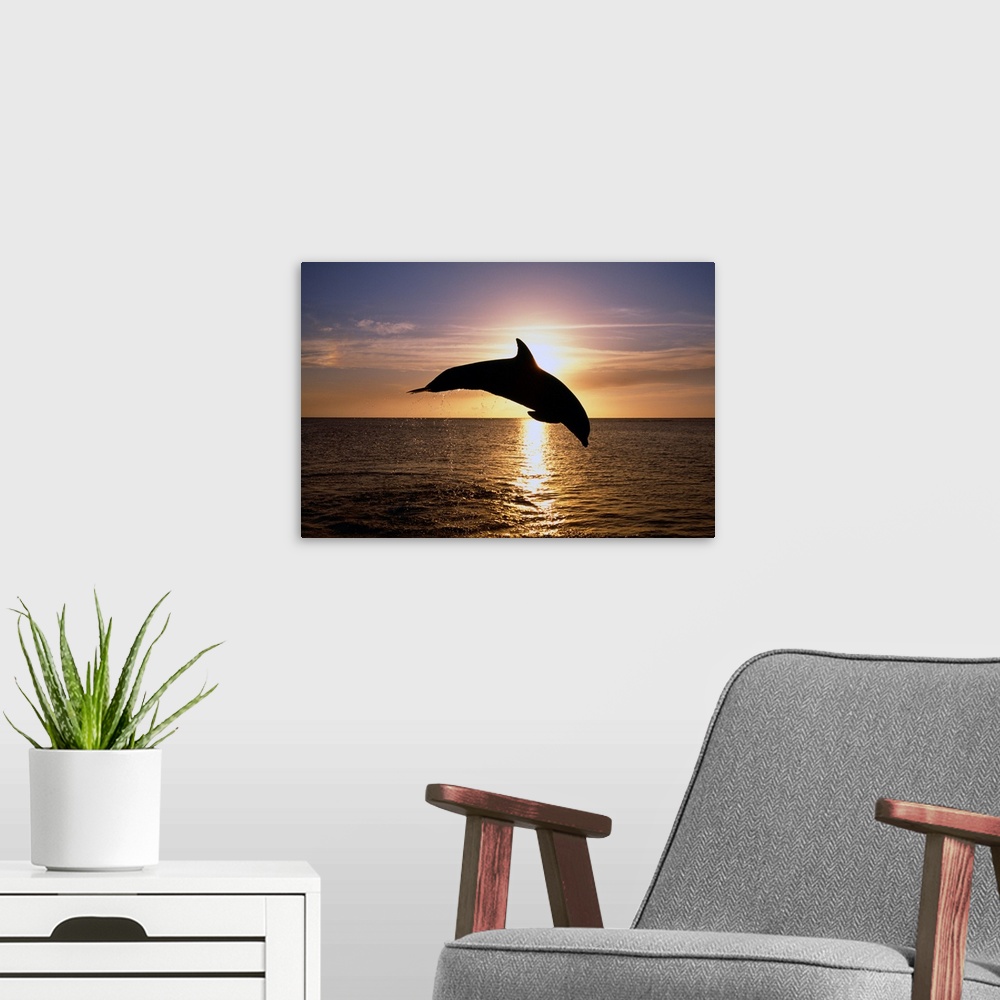 A modern room featuring Silhouette Of Bottlenose Dolphin Leaping, Sunset, Caribbean Sea