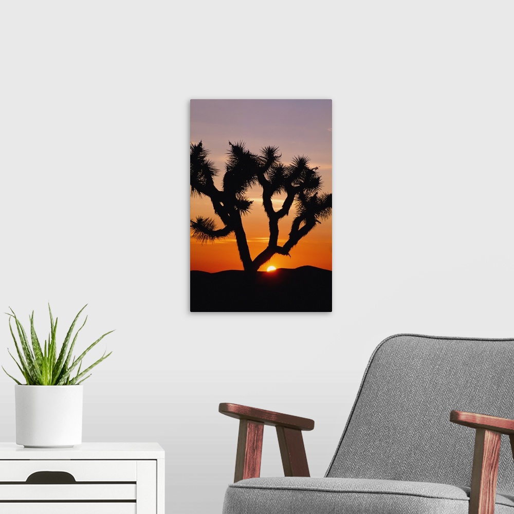 A modern room featuring Silhouette Of Joshua Tree At Sunset