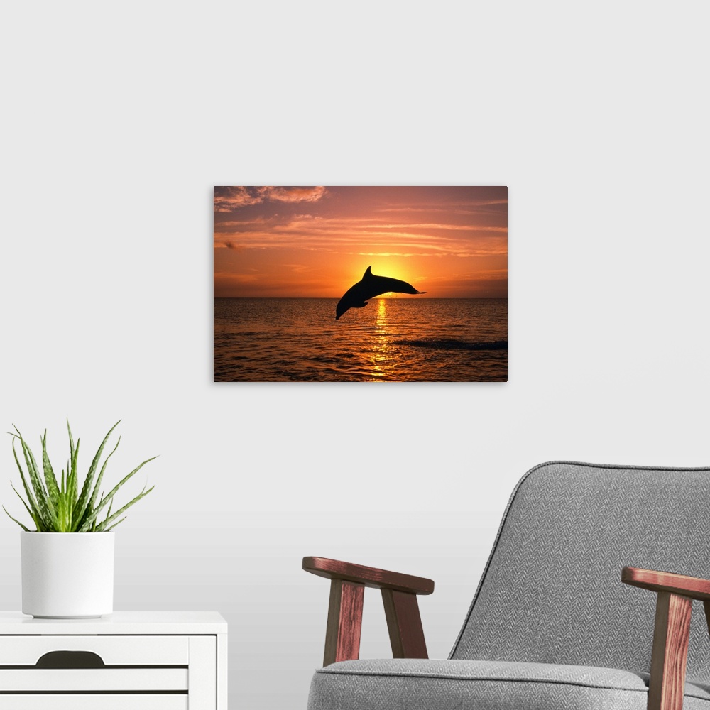 A modern room featuring Silhouette Of Leaping Bottlenose Dolphin, Sunset, Caribbean Sea