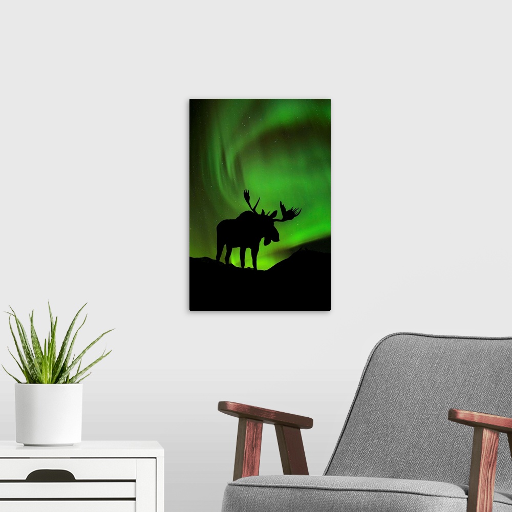 A modern room featuring Silhouette of Moose with green Aurora Borealis behind it, Interior, Alaska