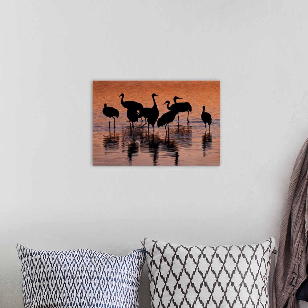 A bohemian room featuring Silhouette of Sandhill Cranes wading in a pond at sunset,  New Mexico, USA