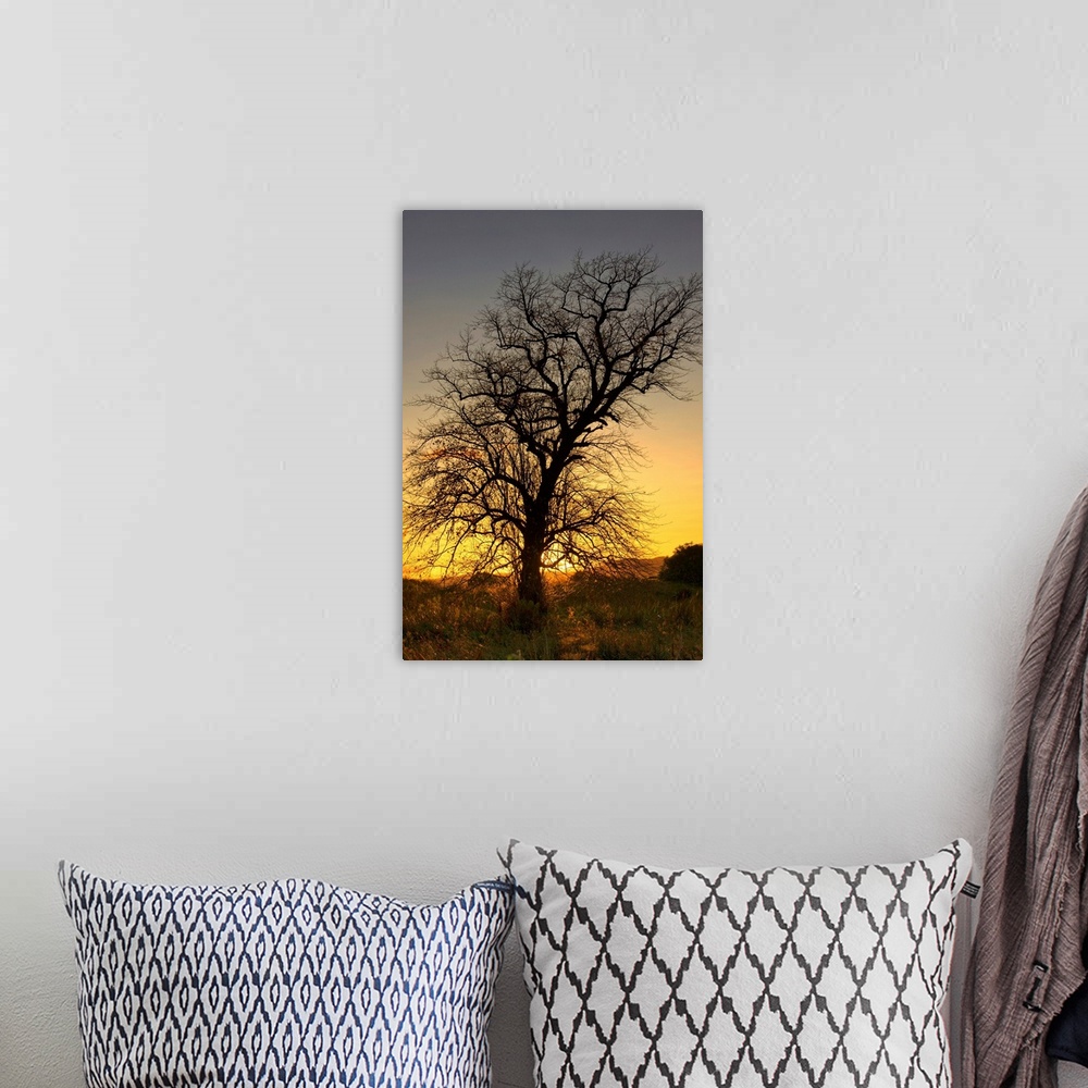 A bohemian room featuring Silhouette Of Tree At Sunset, Argyll And Bute, Scotland