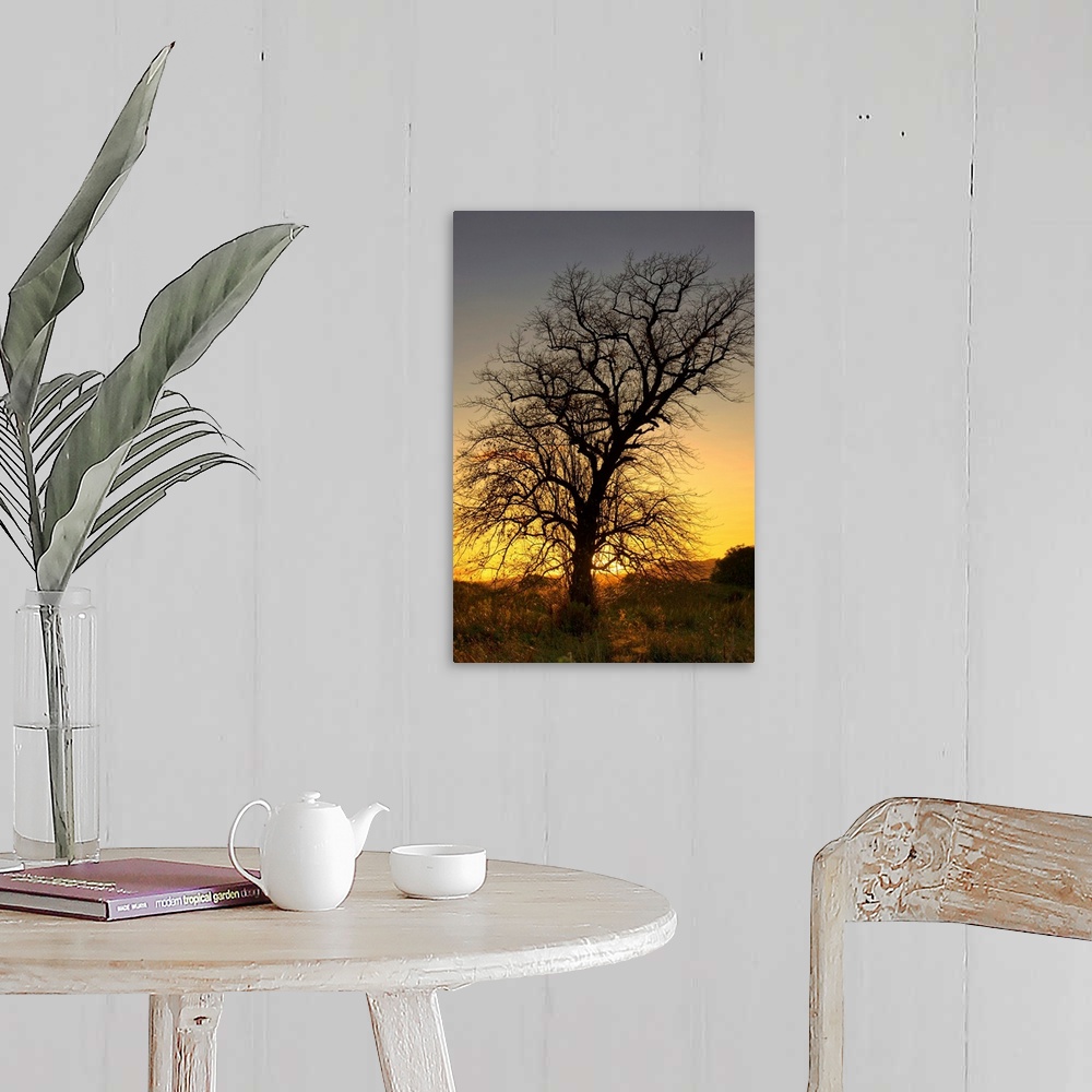 A farmhouse room featuring Silhouette Of Tree At Sunset, Argyll And Bute, Scotland