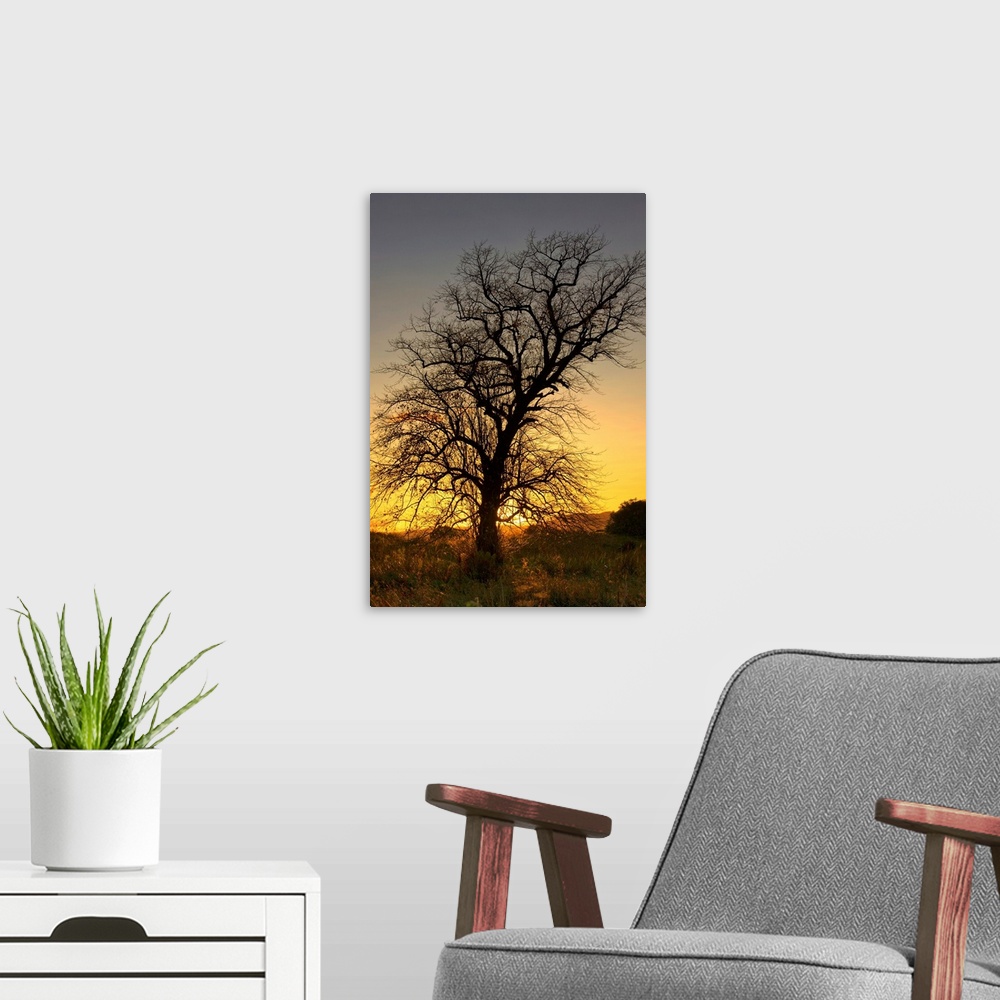 A modern room featuring Silhouette Of Tree At Sunset, Argyll And Bute, Scotland