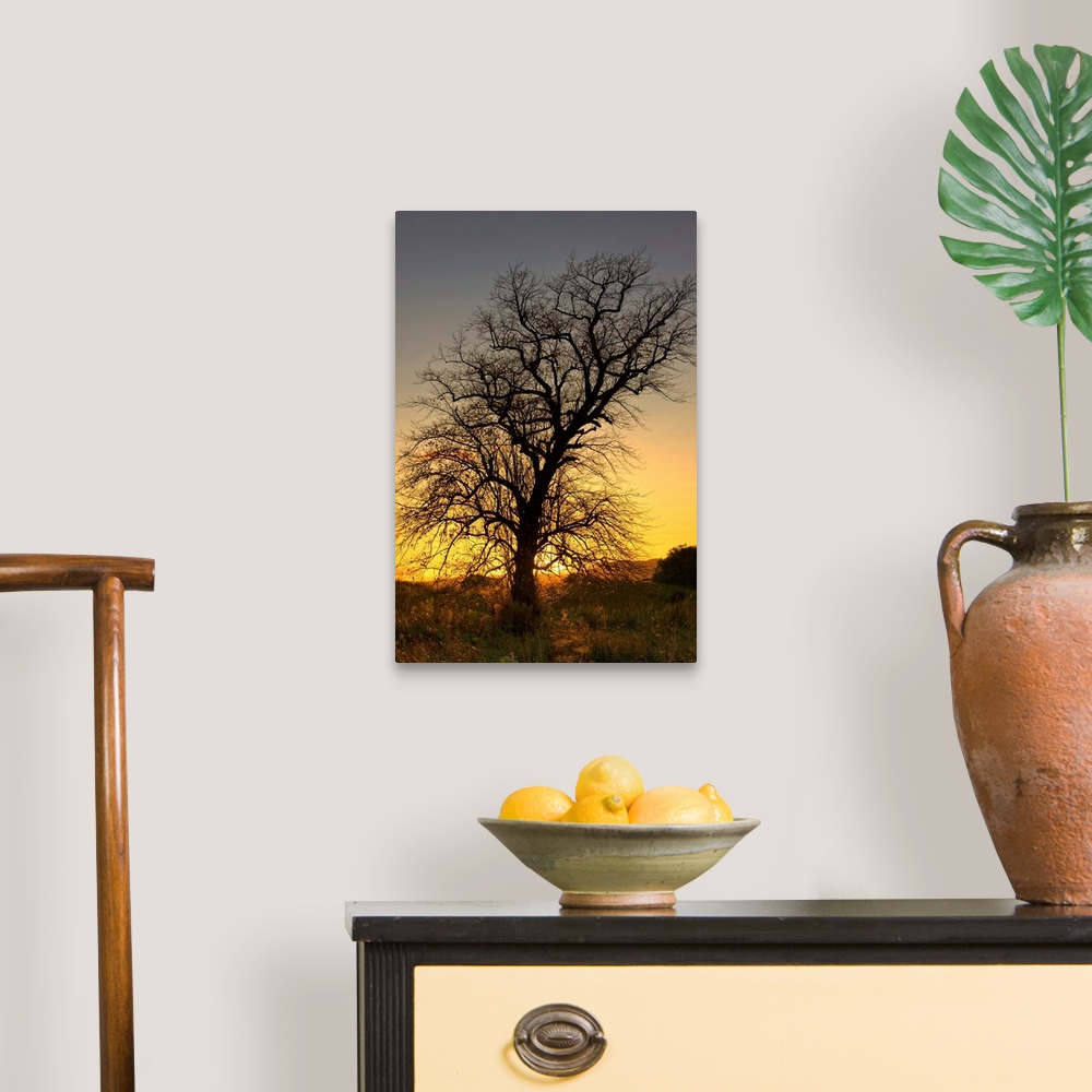 A traditional room featuring Silhouette Of Tree At Sunset, Argyll And Bute, Scotland