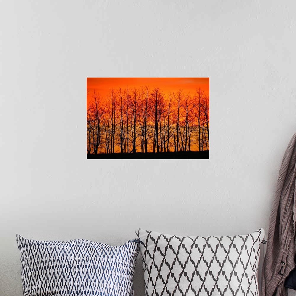 A bohemian room featuring Silhouette Of Trees Against Sunset