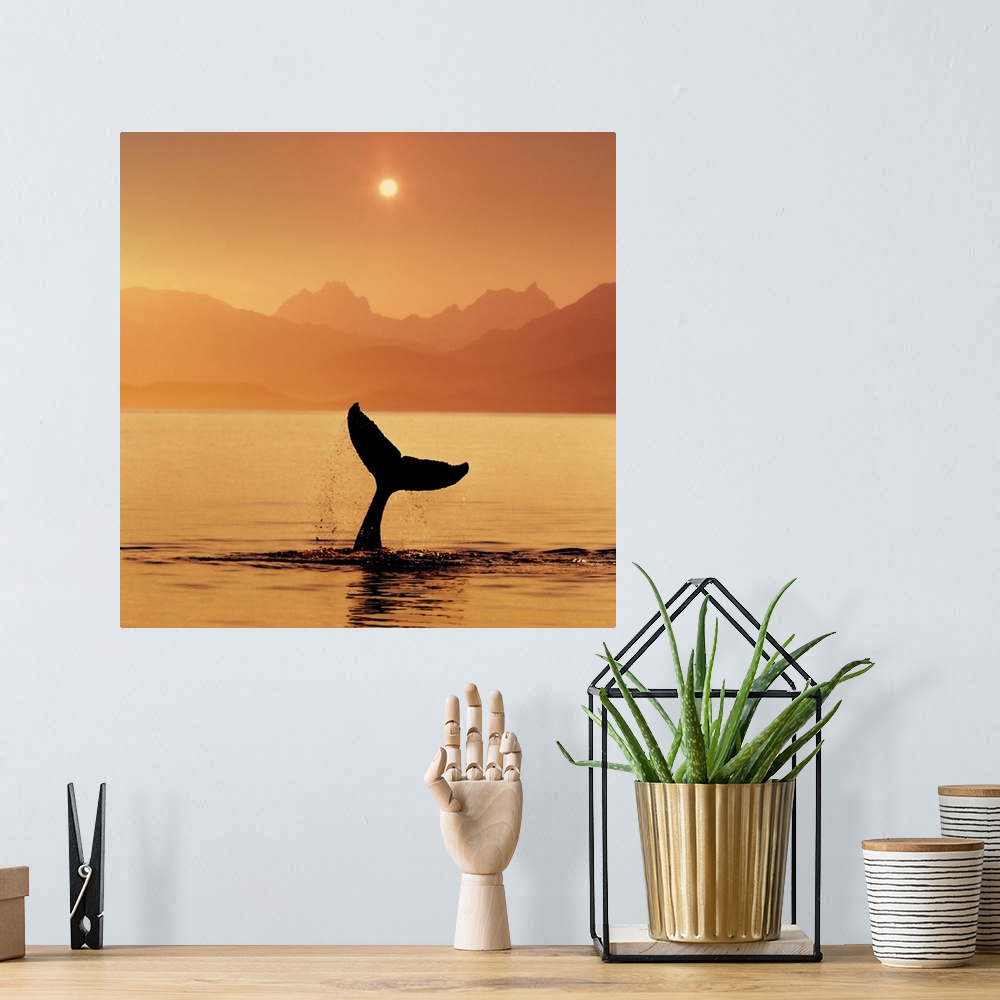 A bohemian room featuring Humpback Whale, setting sun, Alaska, Lynn Canal, Chilkat Mountains, Inside Passage, COMPOSITE