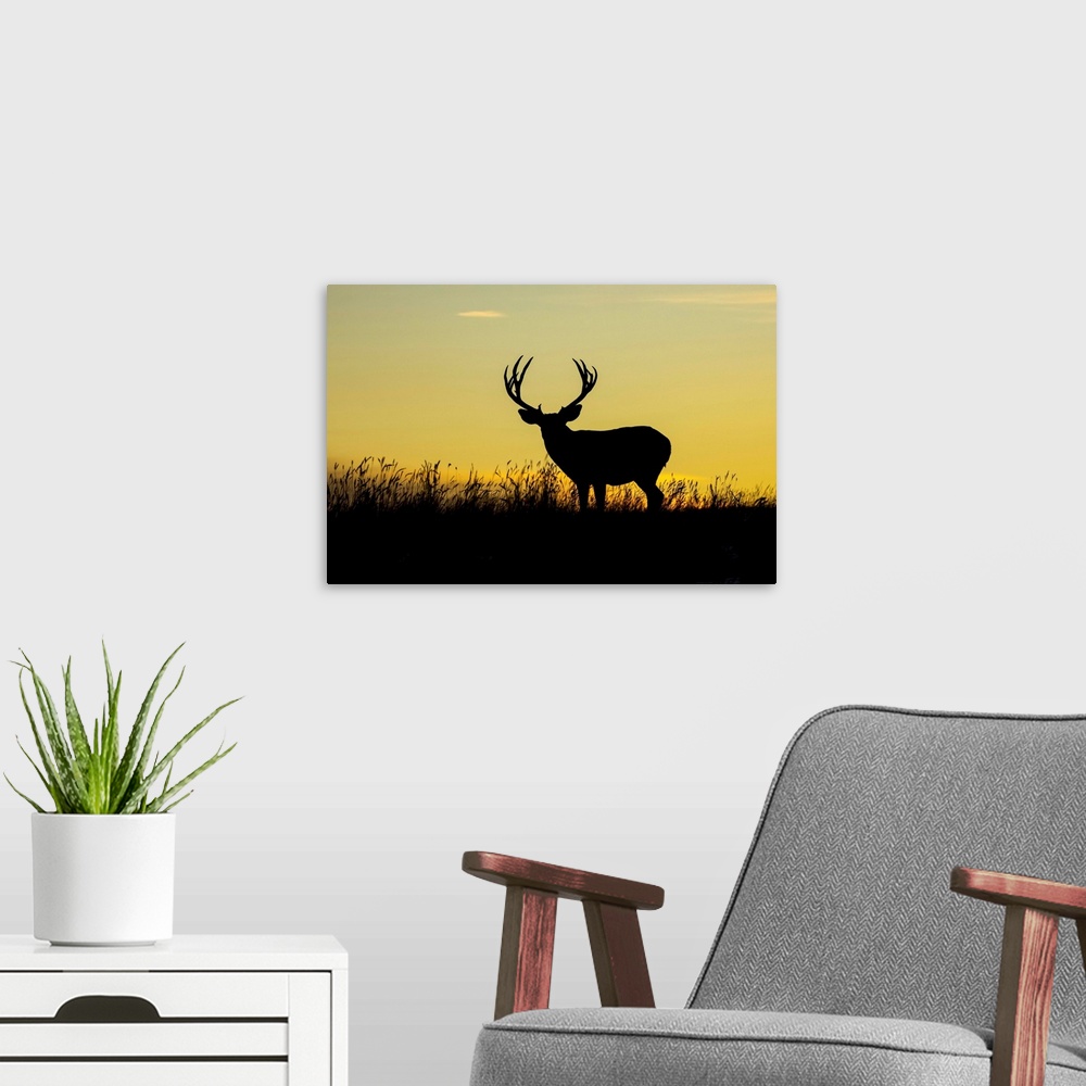 A modern room featuring Silhouetted mule deer buck (Odocoileus hemionus) standing in grass during a golden sunset; Steamb...