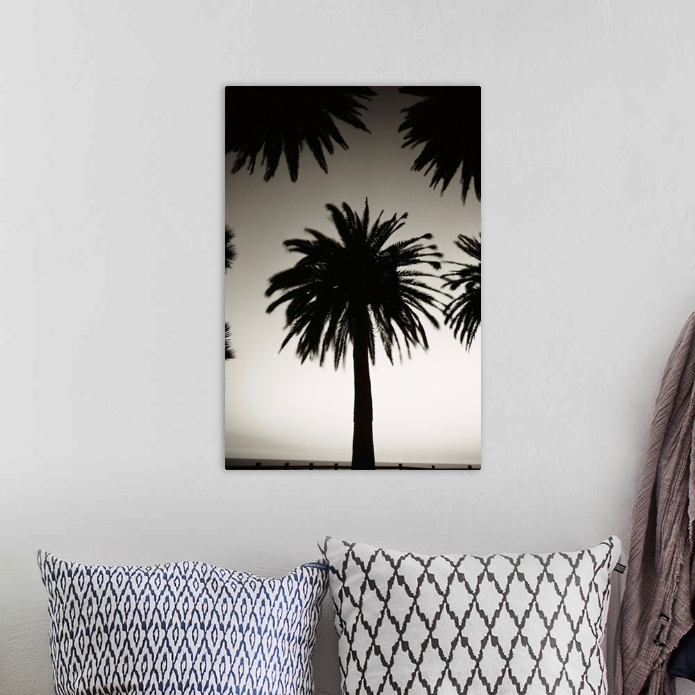 A bohemian room featuring Silhouetted palm tree centered between other palm tree tops at dusk
