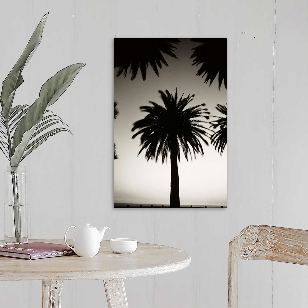 A farmhouse room featuring Silhouetted palm tree centered between other palm tree tops at dusk