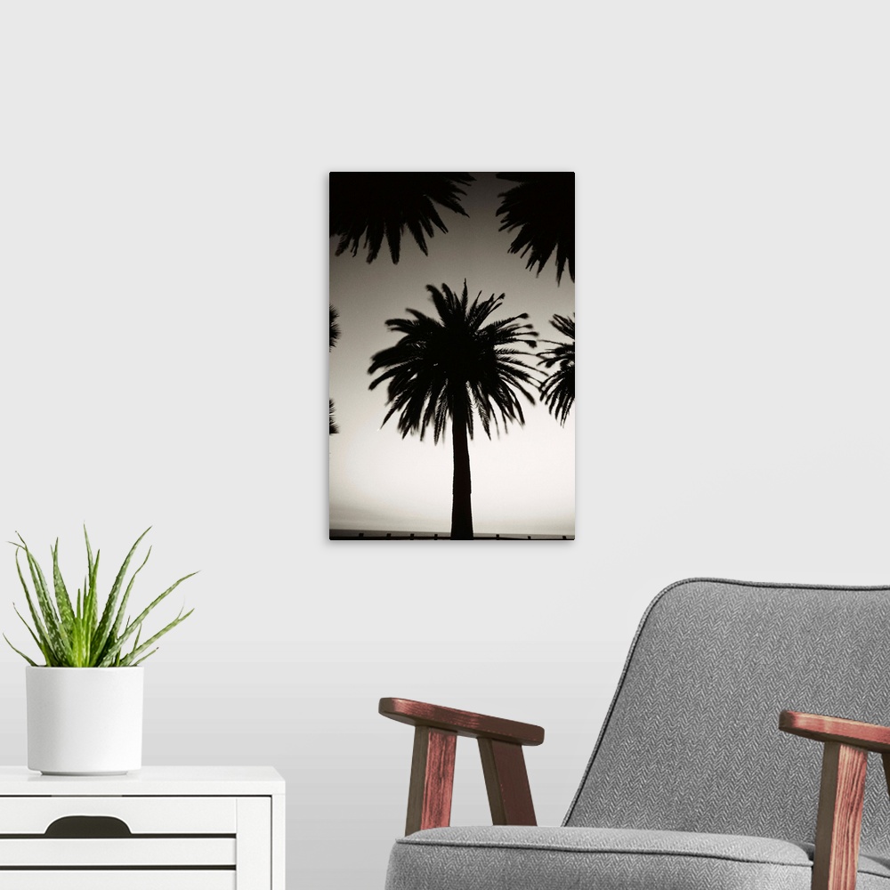 A modern room featuring Silhouetted palm tree centered between other palm tree tops at dusk