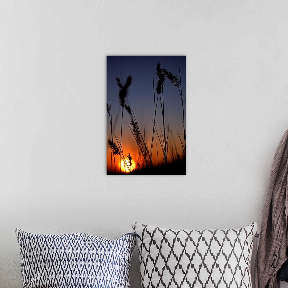 A bohemian room featuring Silhouettes Of Wheat In A Farmers Field At Sunset, Saskatchewan, Canada