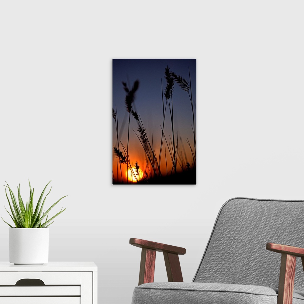 A modern room featuring Silhouettes Of Wheat In A Farmers Field At Sunset, Saskatchewan, Canada
