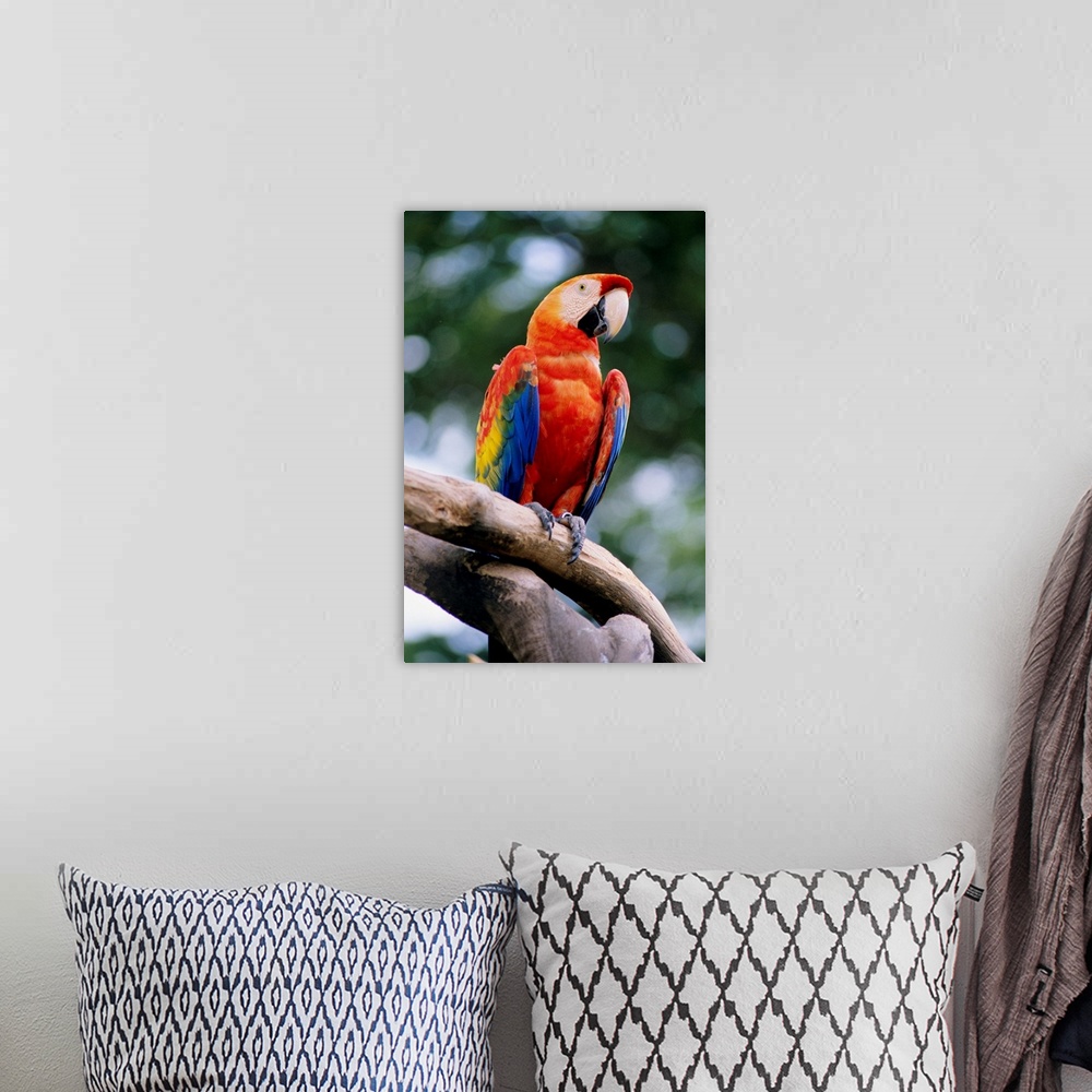 A bohemian room featuring Singapore, Jurang Bird Park, Scarlet Macaw On Branch