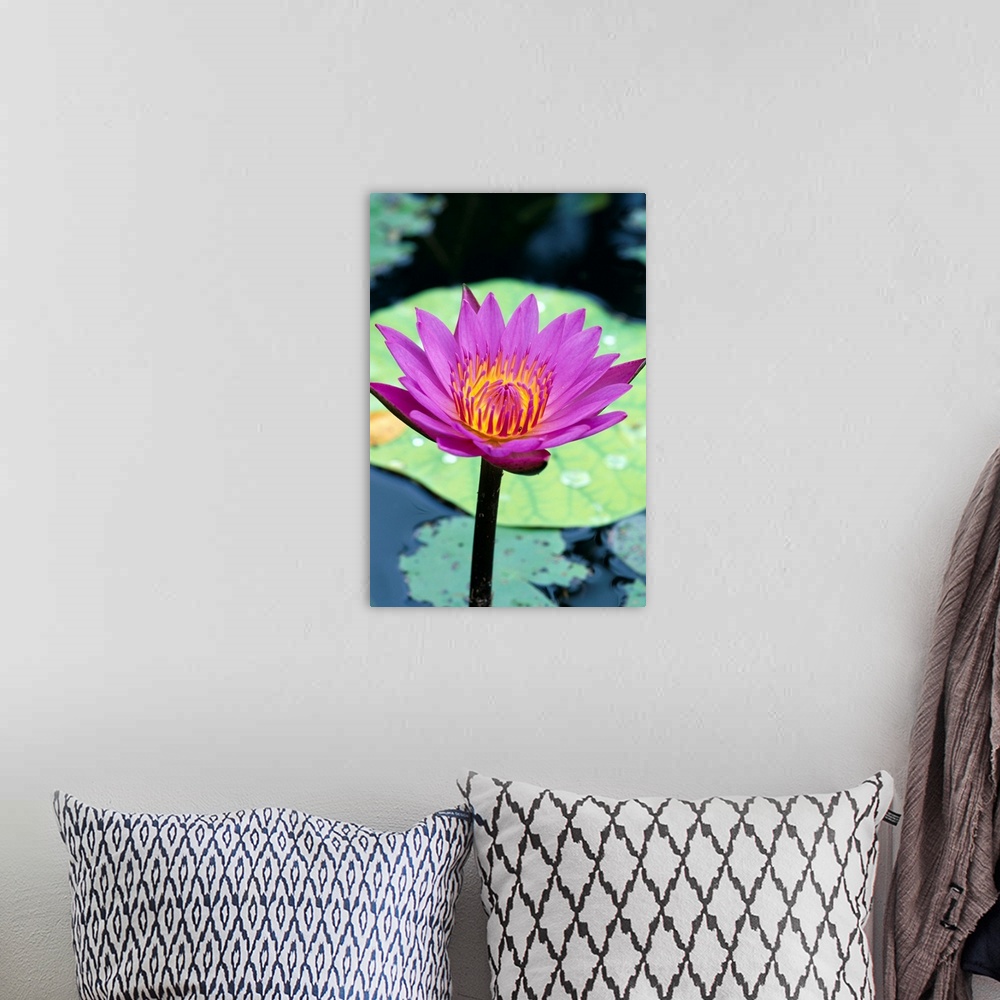 A bohemian room featuring Single Water Lily Blossom On Plant, Lily Pad With Water Droplets