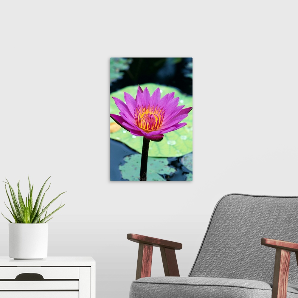 A modern room featuring Single Water Lily Blossom On Plant, Lily Pad With Water Droplets
