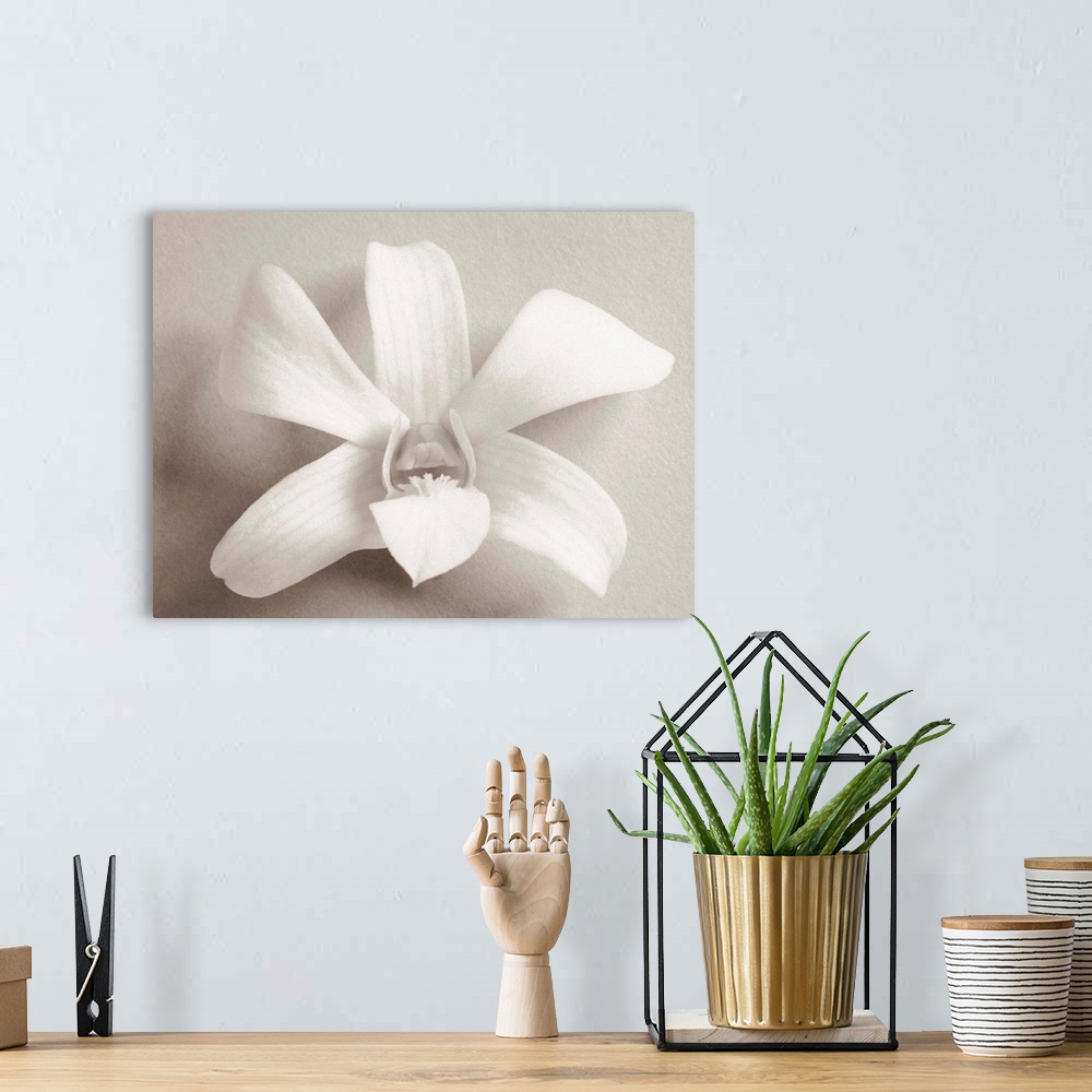 A bohemian room featuring Single white orchid on white background