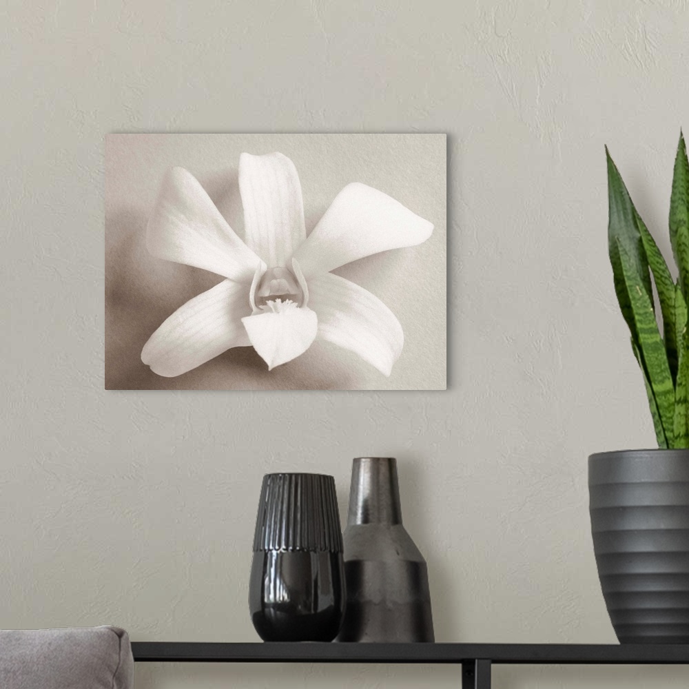 A modern room featuring Single white orchid on white background