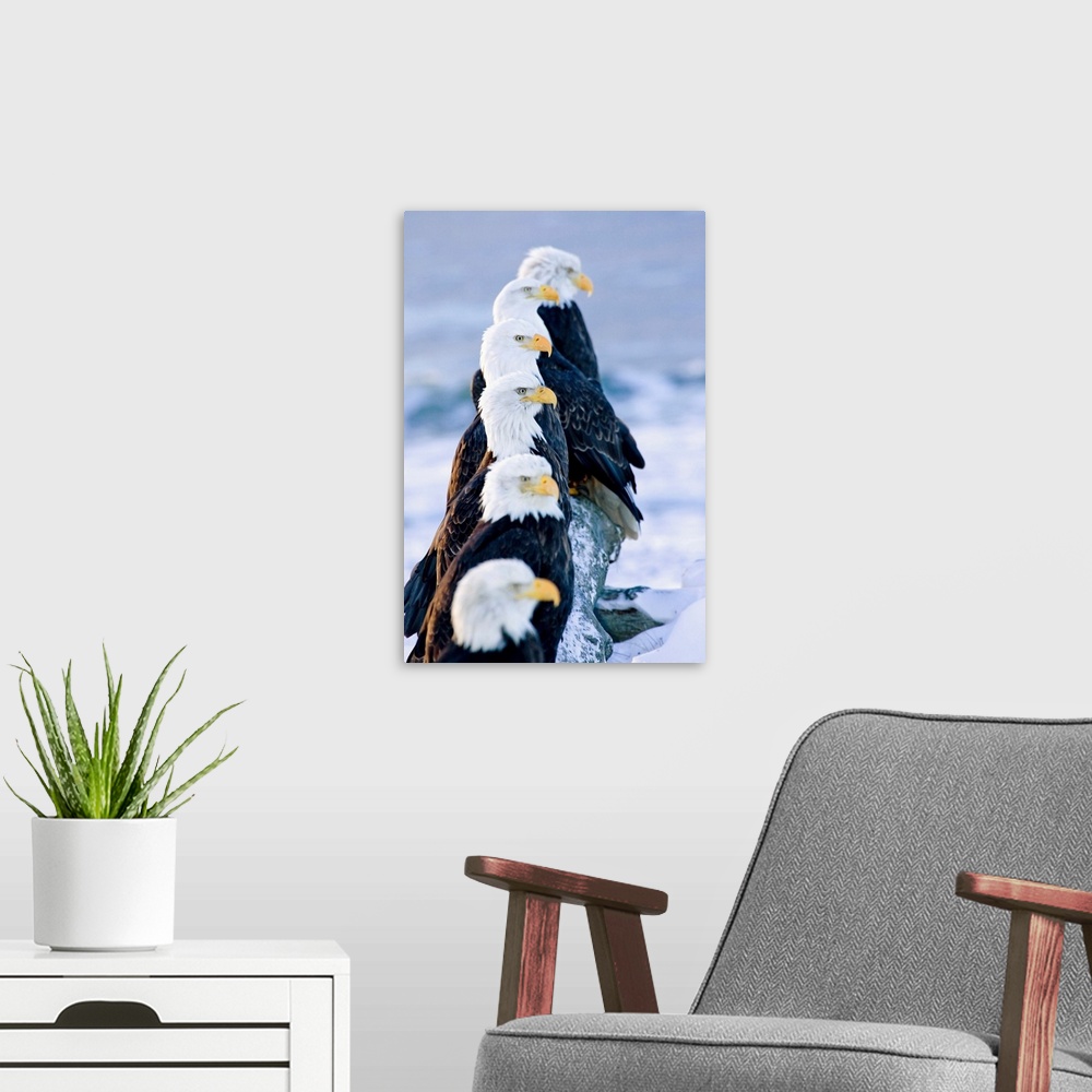 A modern room featuring Six Bald Eagles On Log, Homer Spit Kachemak Bay, Kenai Peninsula, Alaska