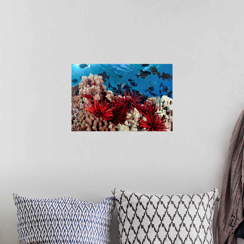 A bohemian room featuring Slate Pencil Sea Urchins Color With Black Triggerfish And Hard Coral