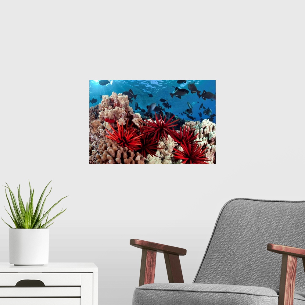 A modern room featuring Slate Pencil Sea Urchins Color With Black Triggerfish And Hard Coral