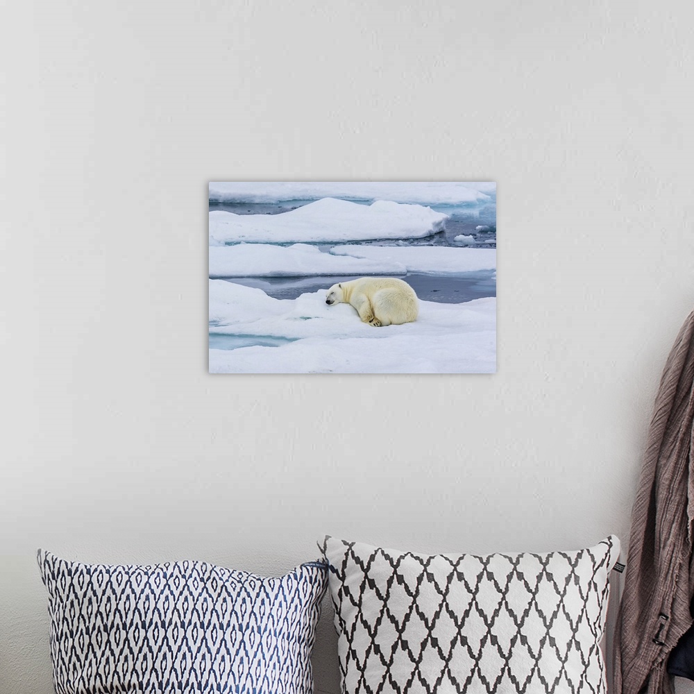 A bohemian room featuring Sleeping Polar Bear (Ursus maritimus), Hinlopen Strait Svalbard, Norway