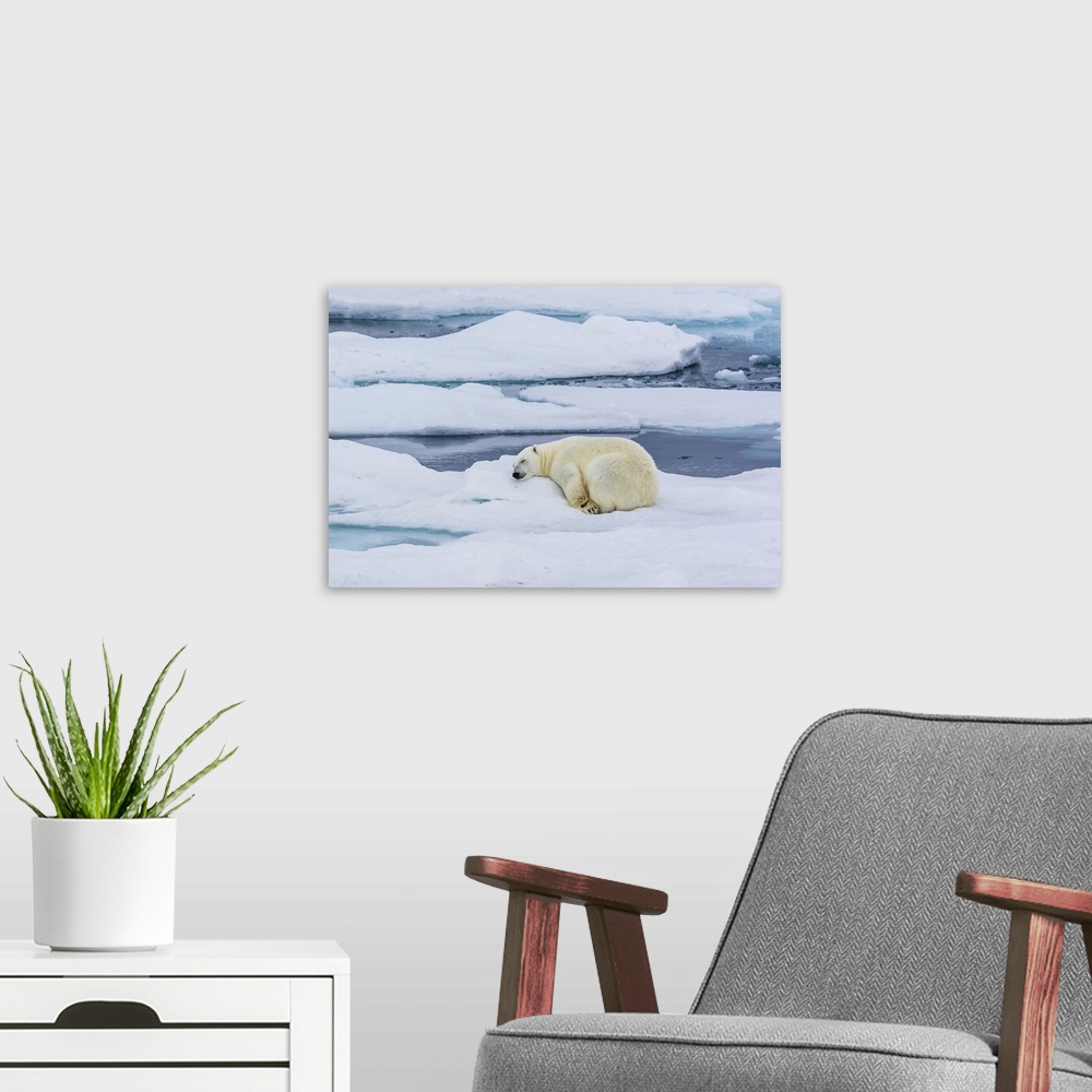 A modern room featuring Sleeping Polar Bear (Ursus maritimus), Hinlopen Strait Svalbard, Norway