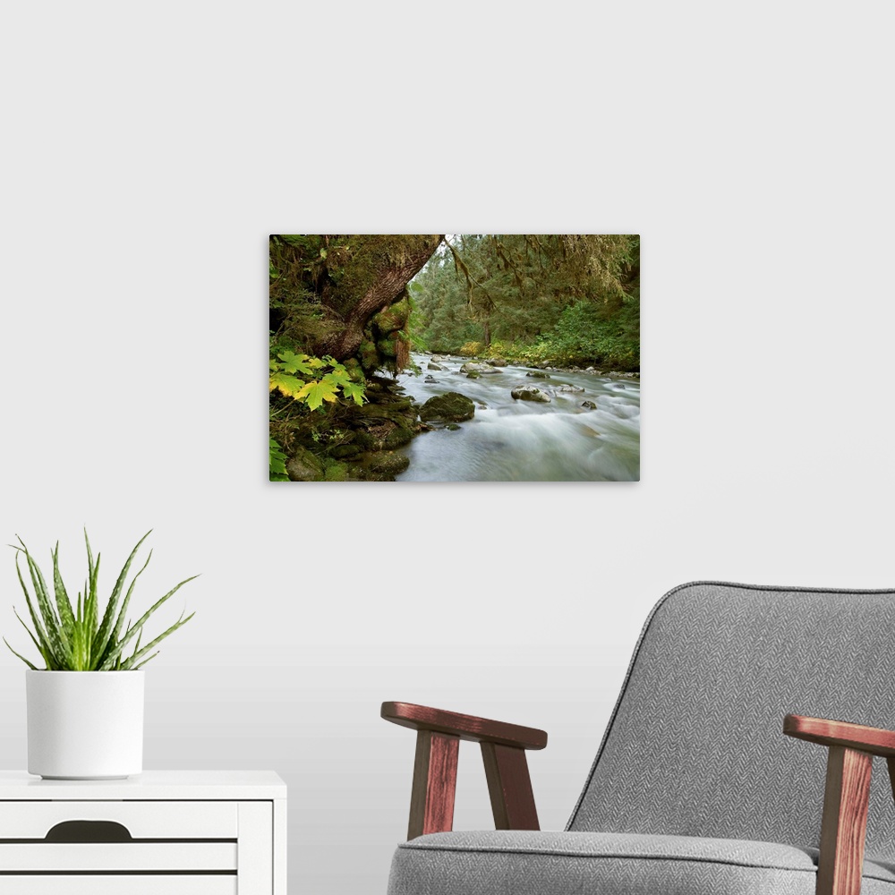 A modern room featuring Small river flowing through the old growth forest in Tongass National Forest