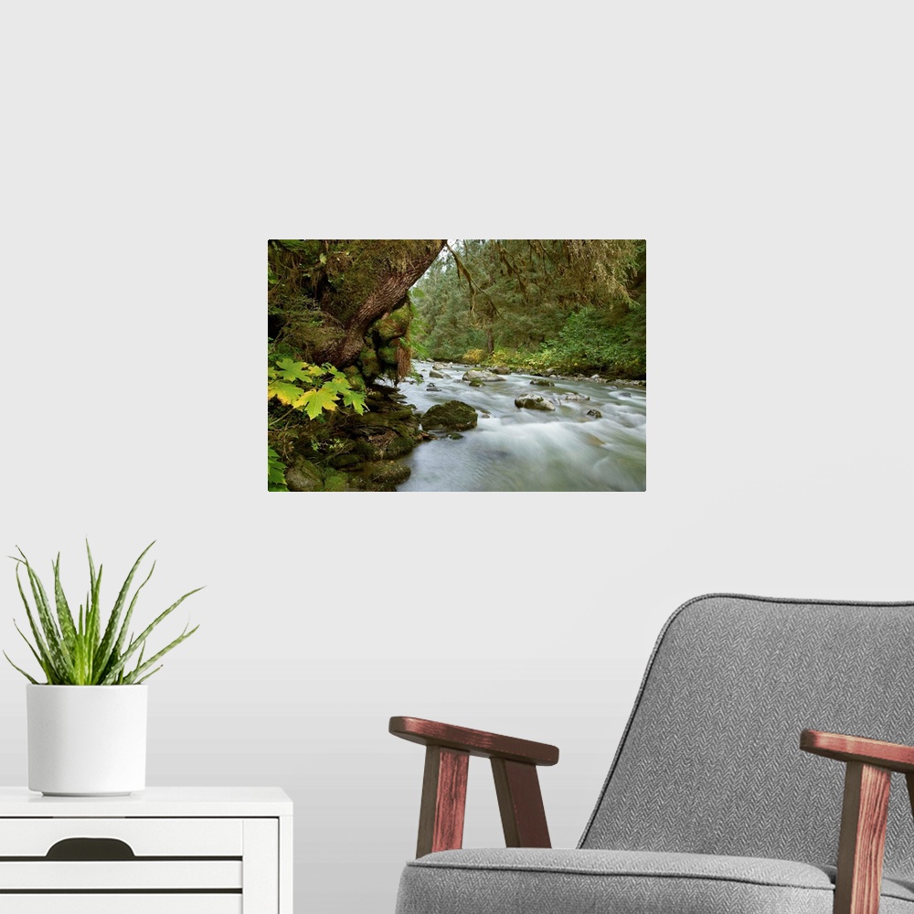 A modern room featuring Small river flowing through the old growth forest in Tongass National Forest