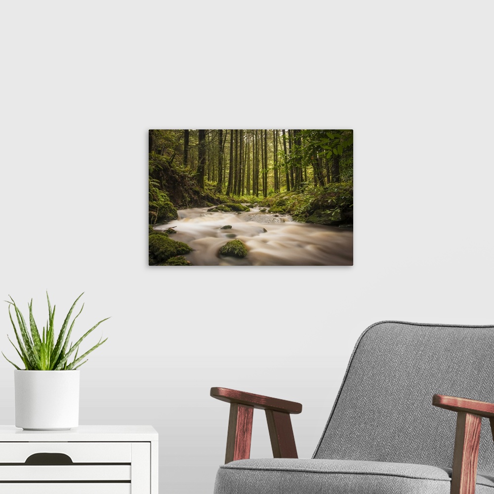 A modern room featuring Small stream flowing through a green woodland; Ballyduff, County Waterford, Ireland.
