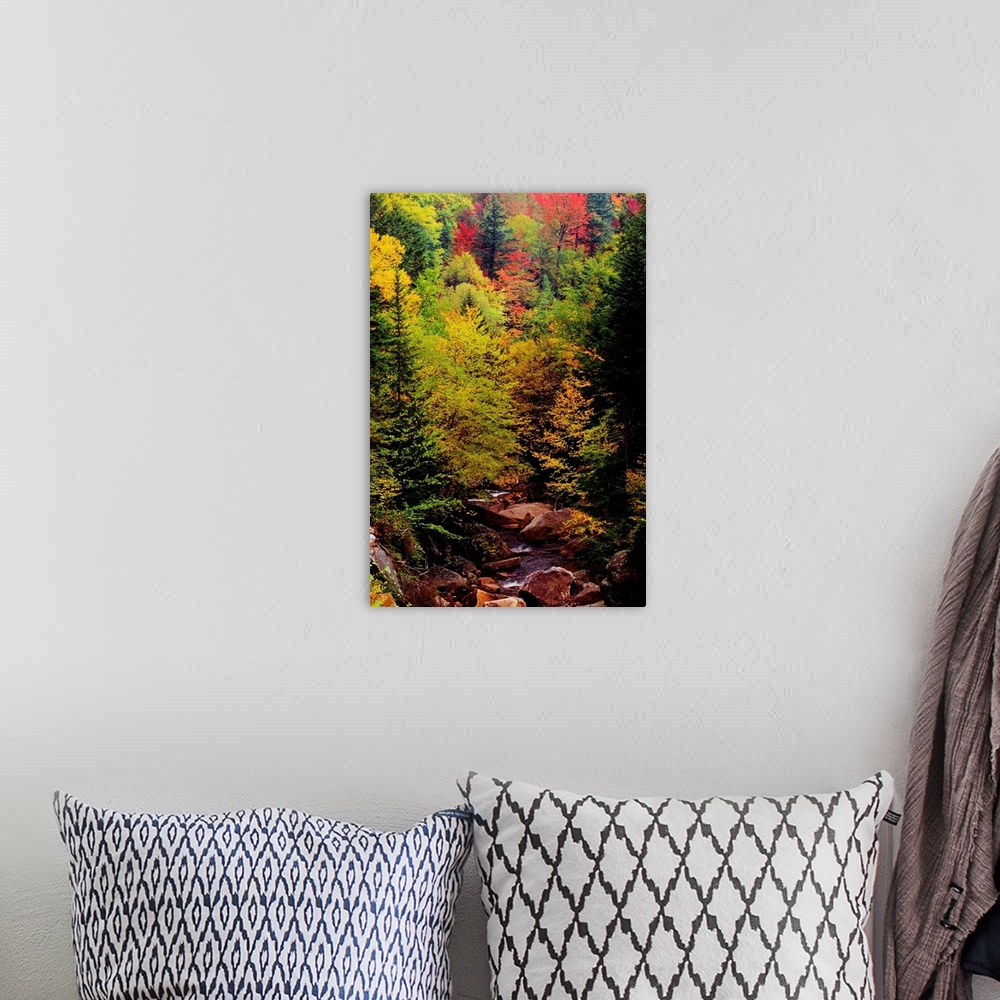 A bohemian room featuring Small Stream Through Forest In Autumn
