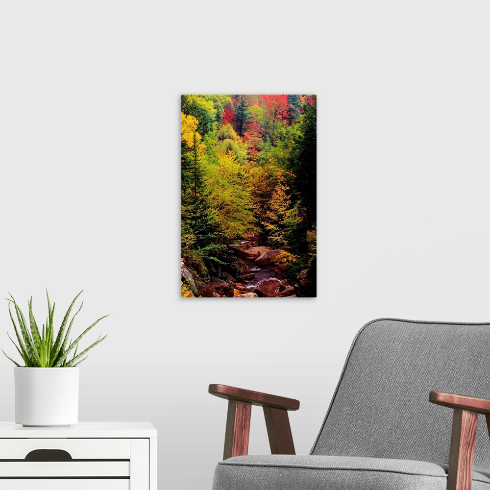 A modern room featuring Small Stream Through Forest In Autumn