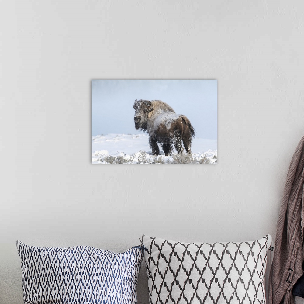 A bohemian room featuring View taken from behind a snow covered American bison (Bison bison) looking back at the camera whi...