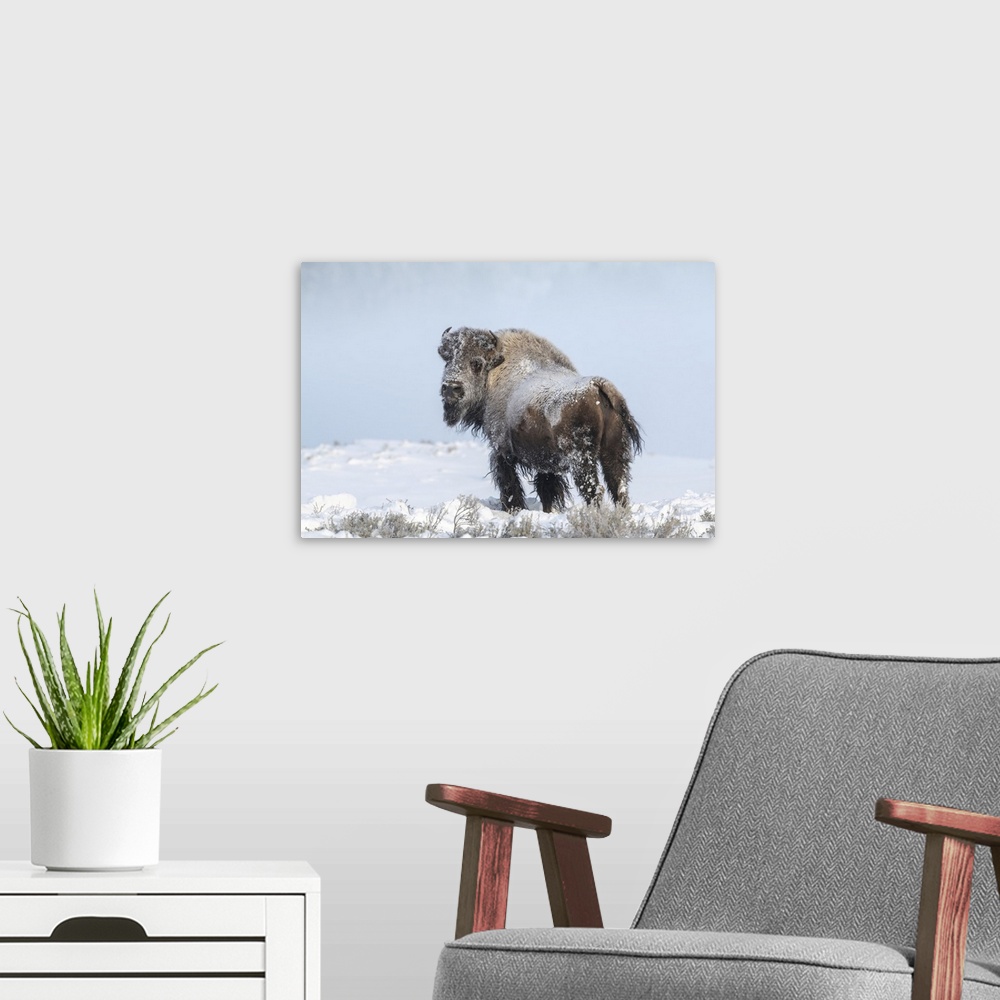 A modern room featuring View taken from behind a snow covered American bison (Bison bison) looking back at the camera whi...