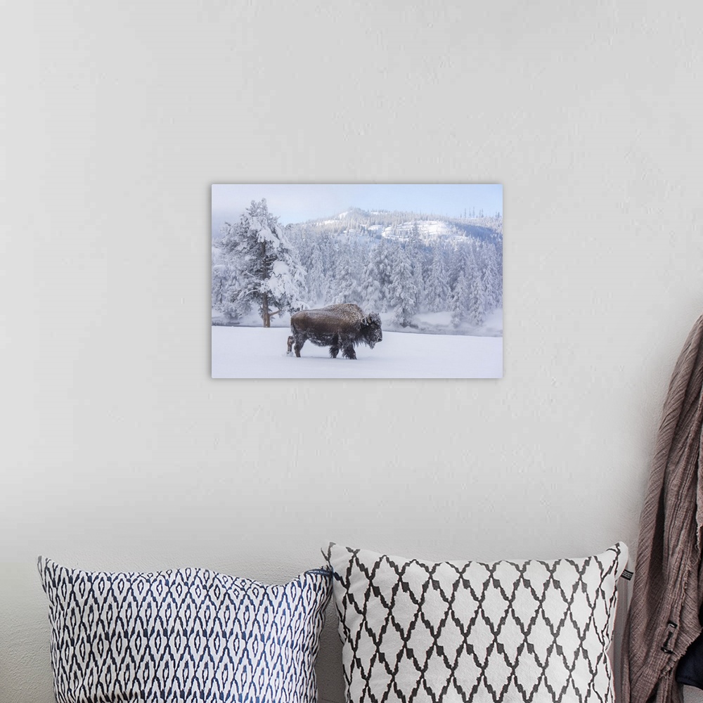 A bohemian room featuring Snow-covered Bison (Bison bison) at Firehole River, Yellowstone National Park, Wyoming, United St...