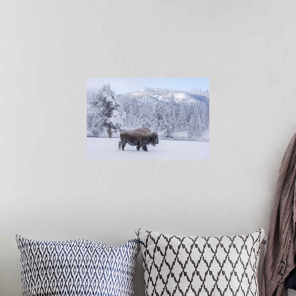 A bohemian room featuring Snow-covered Bison (Bison bison) at Firehole River, Yellowstone National Park, Wyoming, United St...