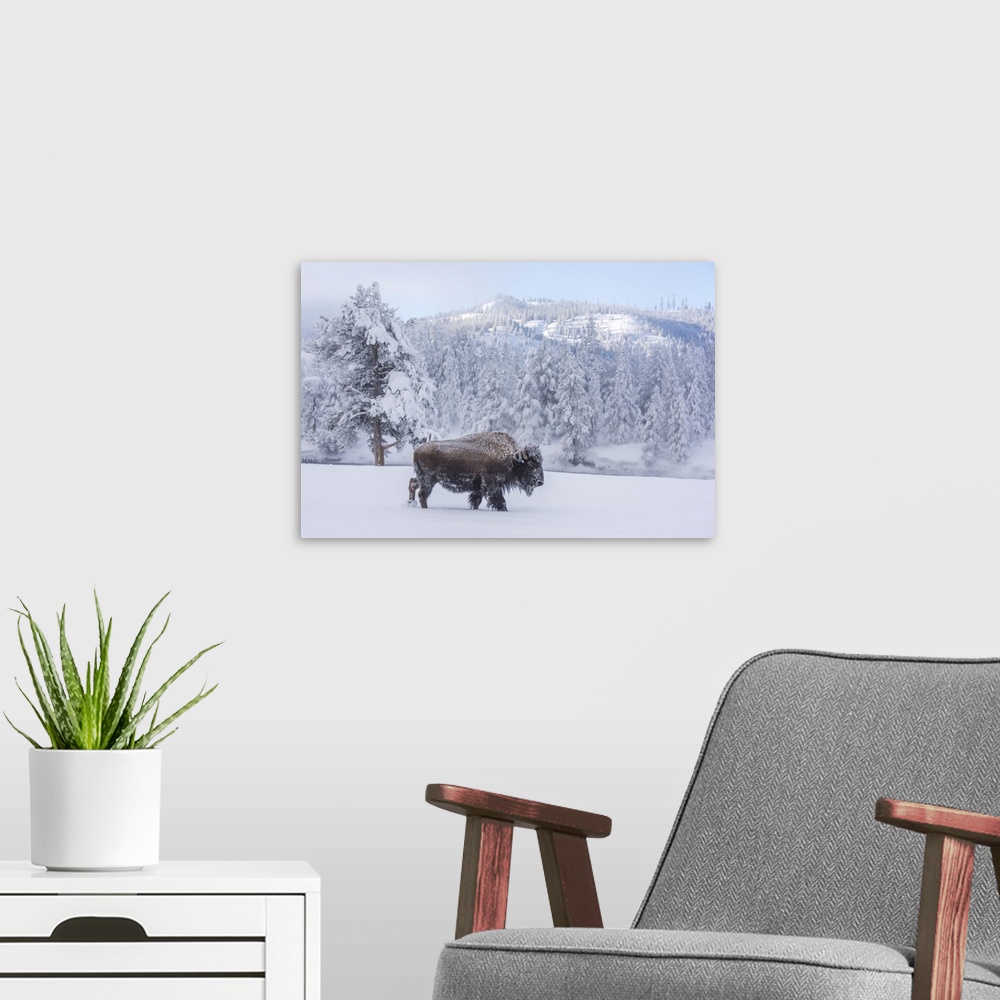 A modern room featuring Snow-covered Bison (Bison bison) at Firehole River, Yellowstone National Park, Wyoming, United St...