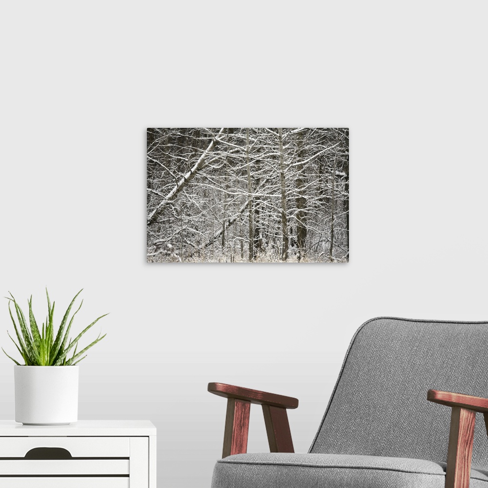 A modern room featuring Snow Covered Branches